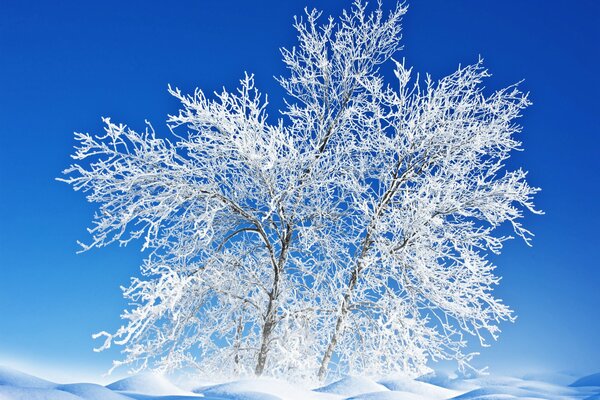 Gefrorener Baum auf einem blauen Himmelshintergrund