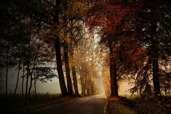 Straße neben dem Märchenwald