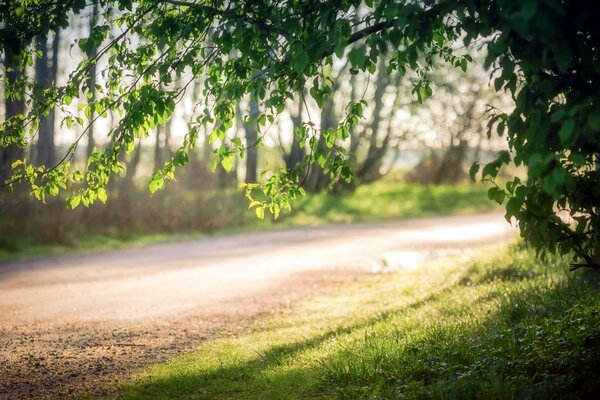 Straße am Morgen Sommerlandschaft