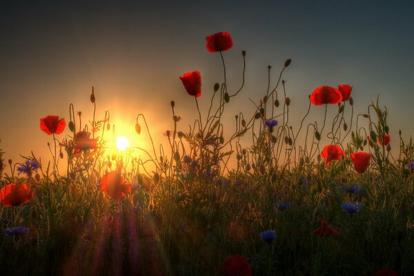 Mohnblumen im Feld in der Abendsonne