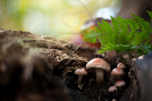 Pilze im Wald am Baumstumpf Natur