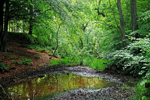 Märchenhafter Sommer im Wald Schönheit