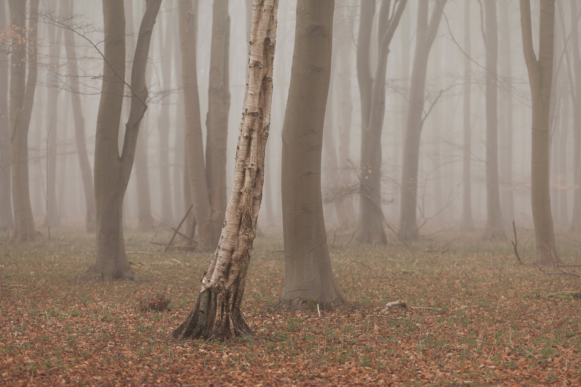 wald bäume nebel