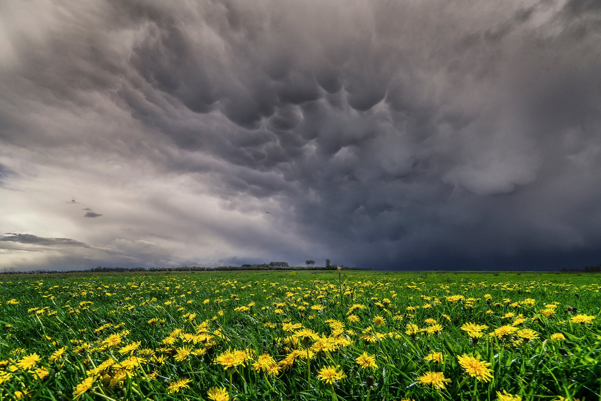 frühling mai himmel bunte wolken wiese wiesen feld gelb blumen löwenzahn