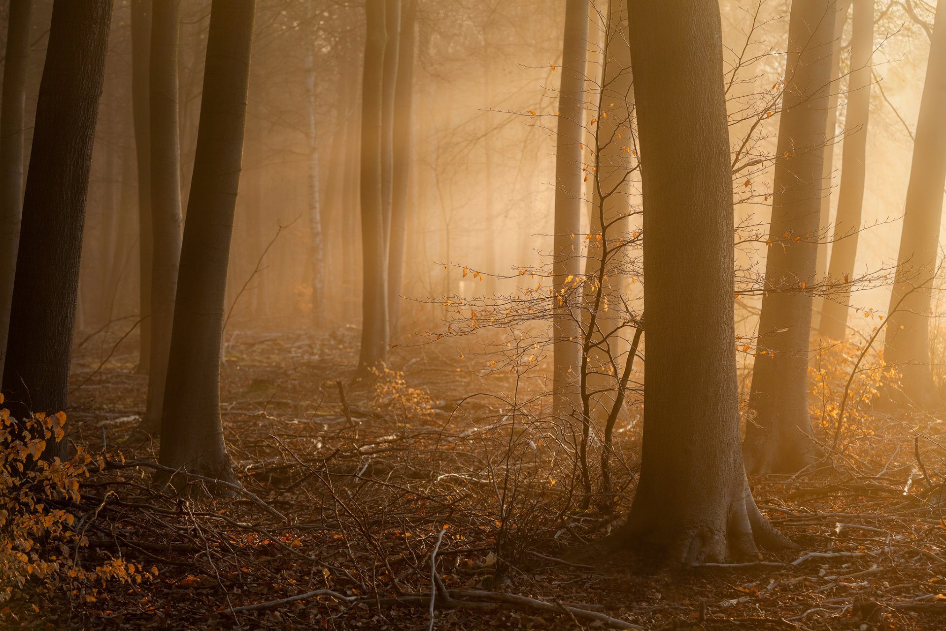 annäherung wald morgen nebel