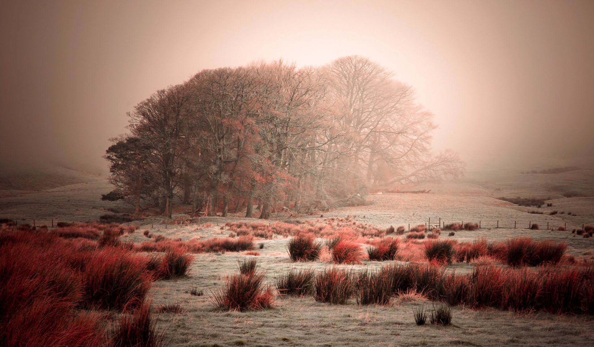 himmel nebel bäume frost gras büsche