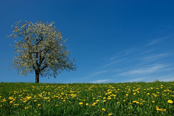 Feld aus gelber Löwenzahn mit blühendem Frühlingsbaum