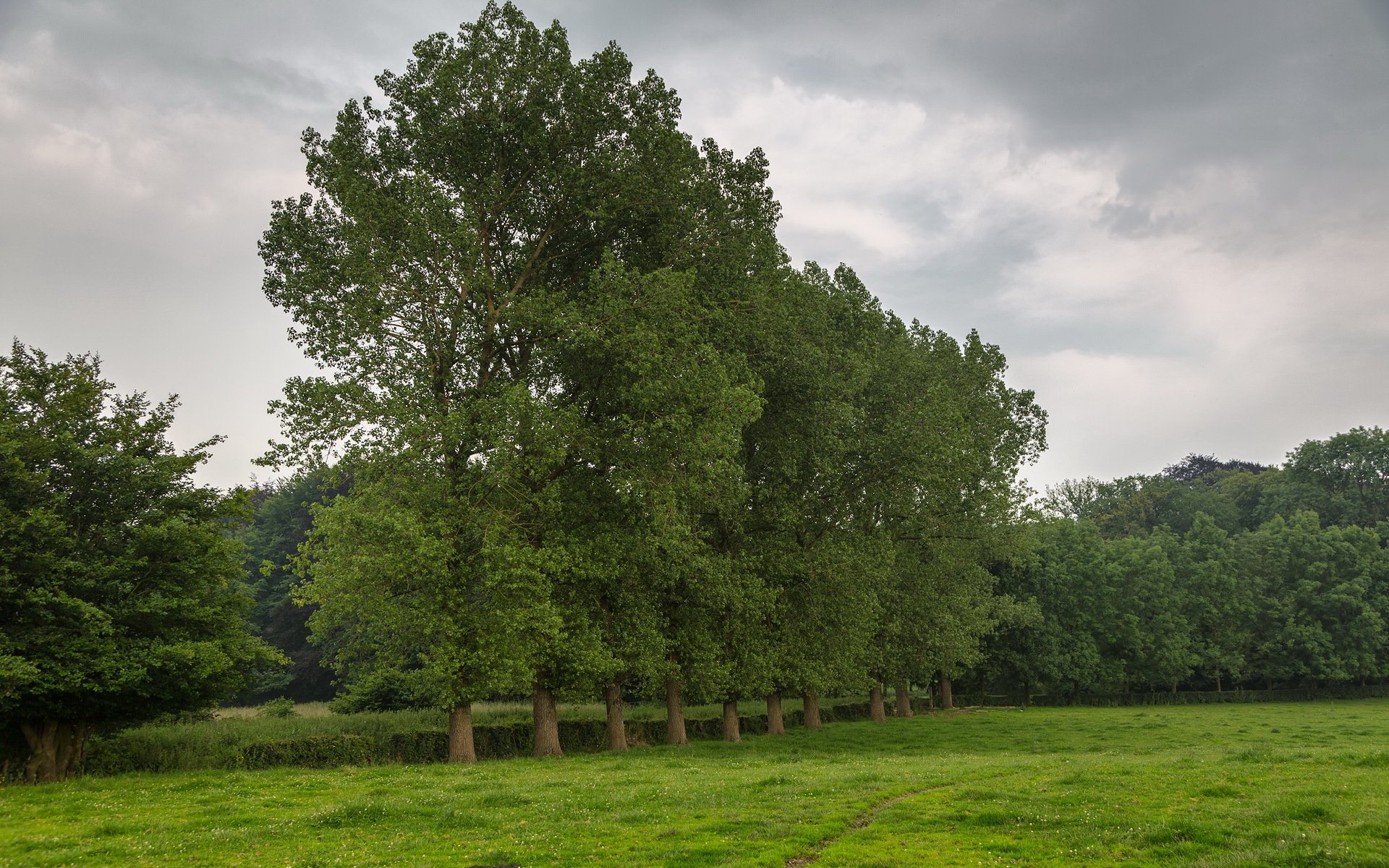 feld bäume natur