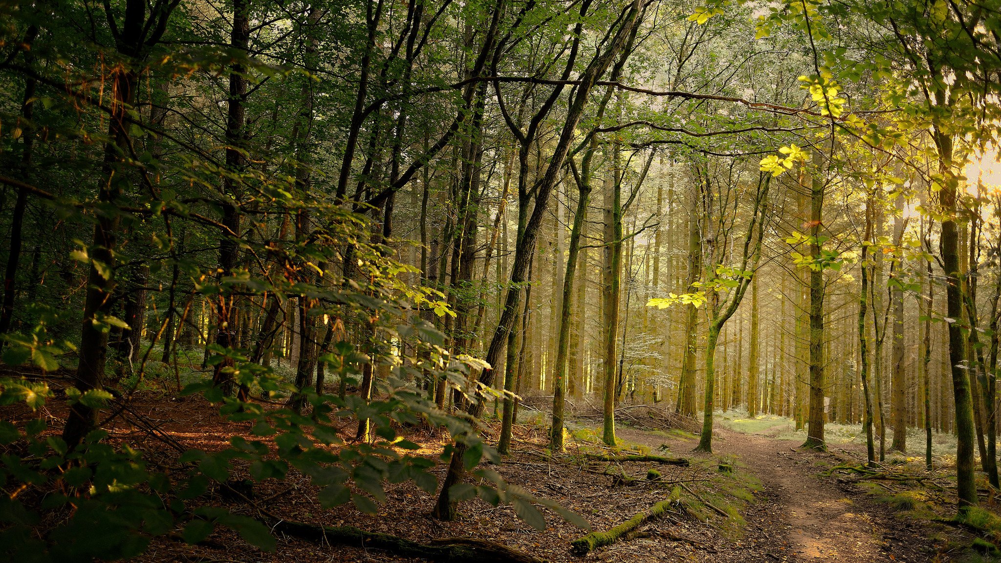 wald wanderweg sonnenlicht