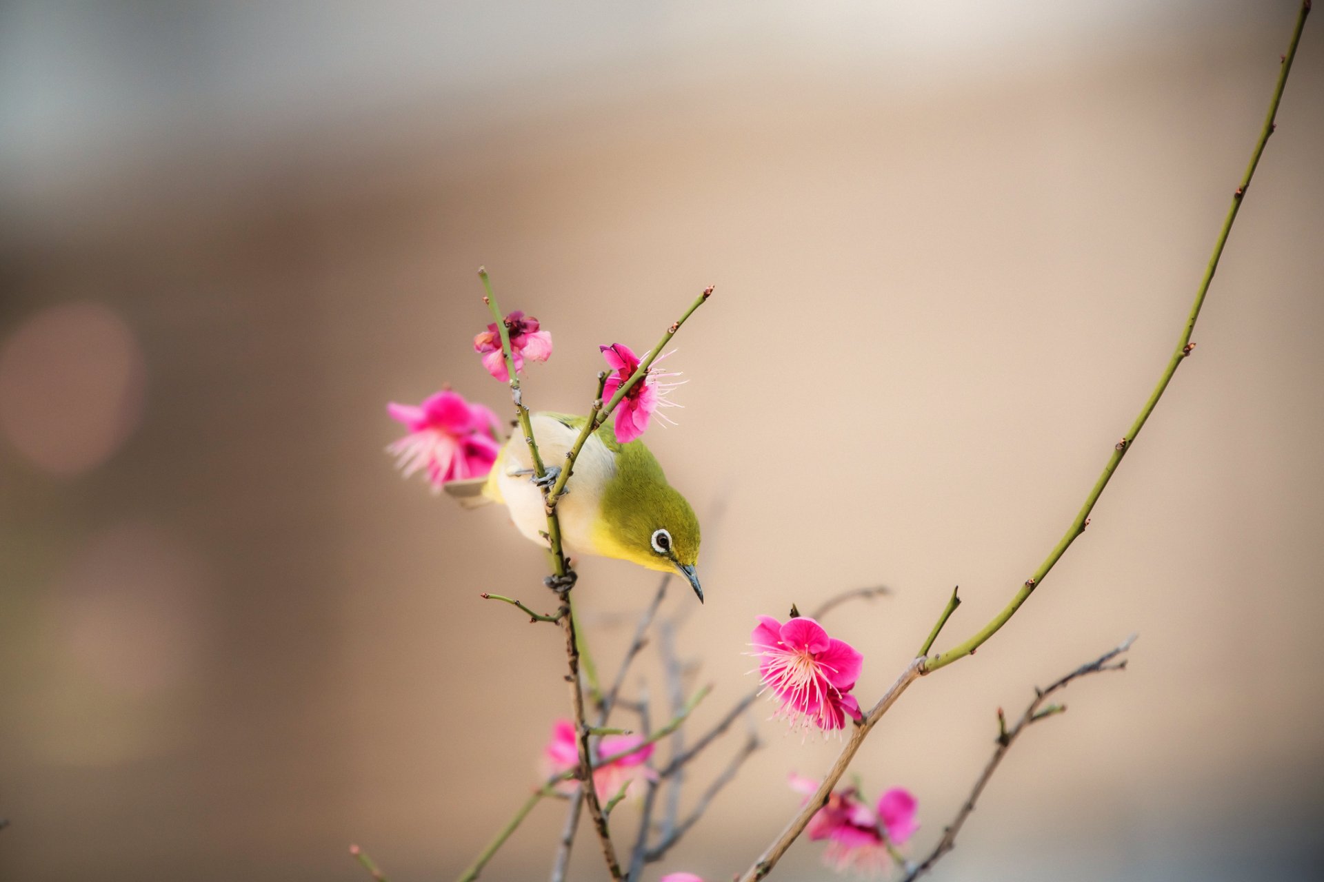 vogel schnabel zweig blumen frühling natur
