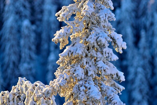 Mit weißem Schnee bedeckte Fichte