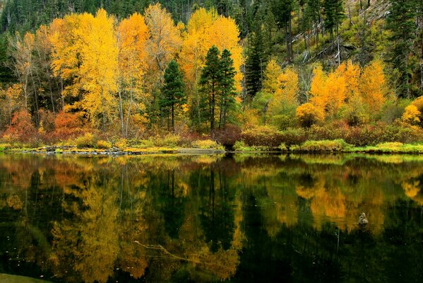 Reflexion im Wasser des Herbstwaldes