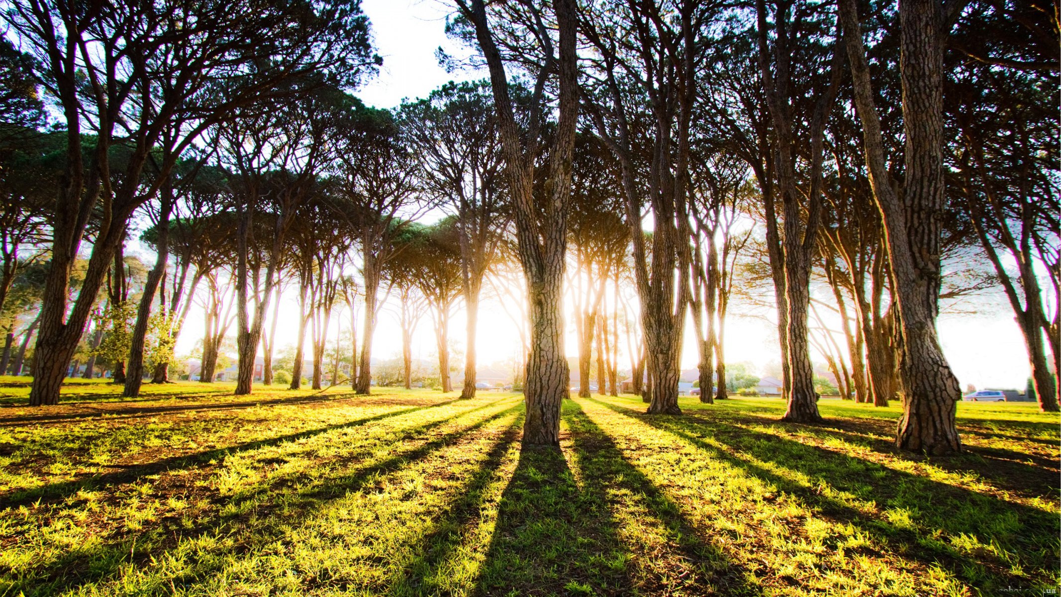 wald bäume stämme licht sonne strahlen morgen morgendämmerung