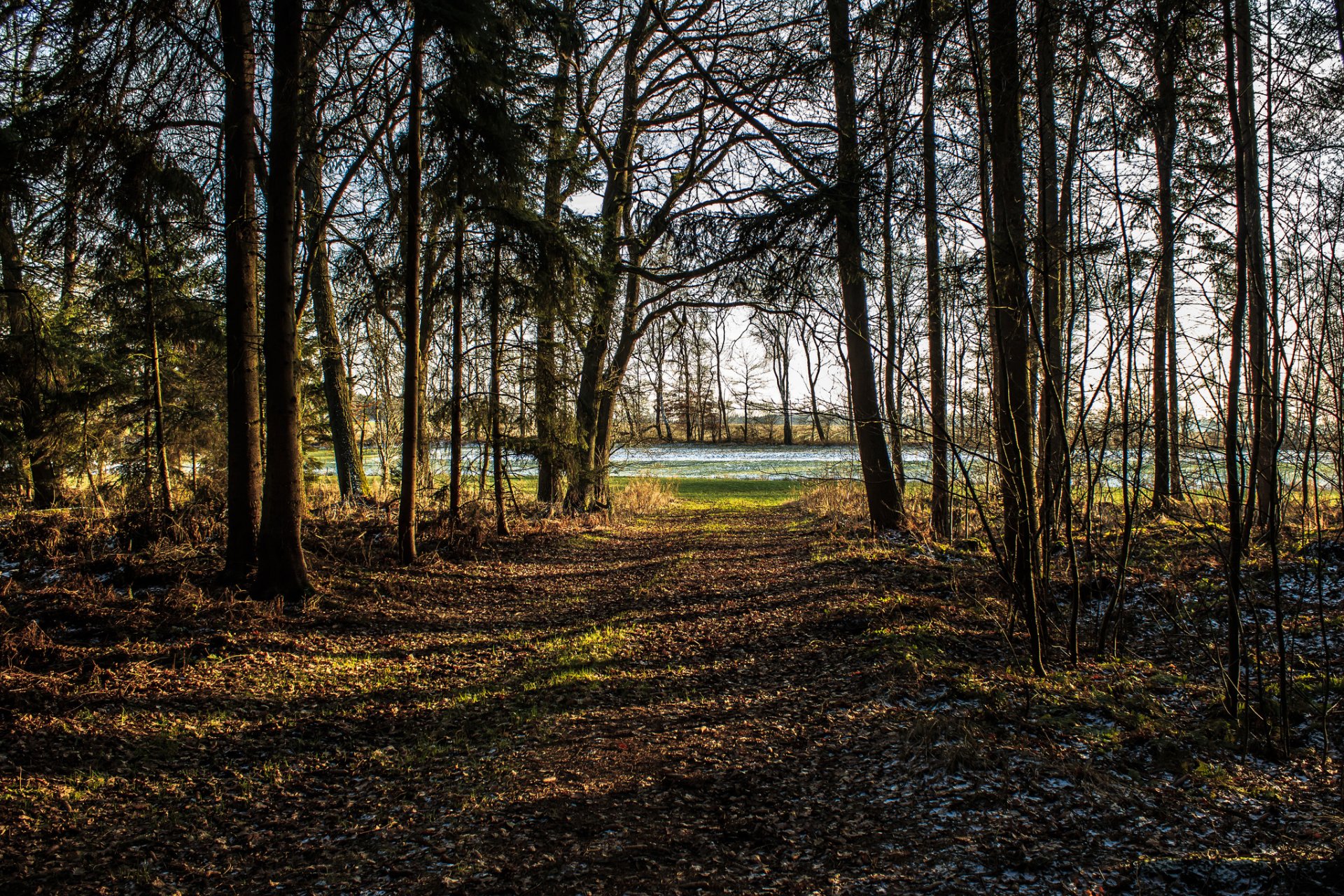wald park bäume frost