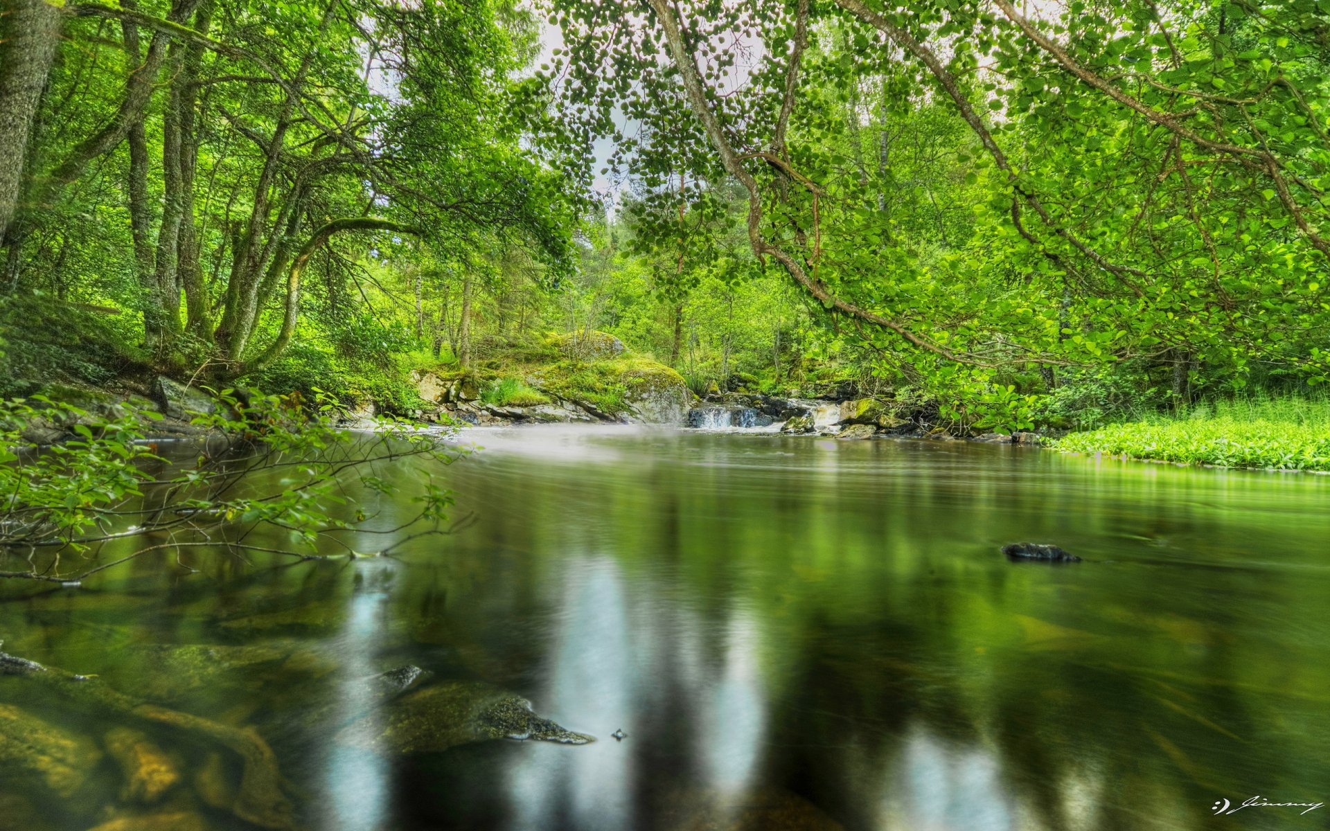 wald teich bäume laub