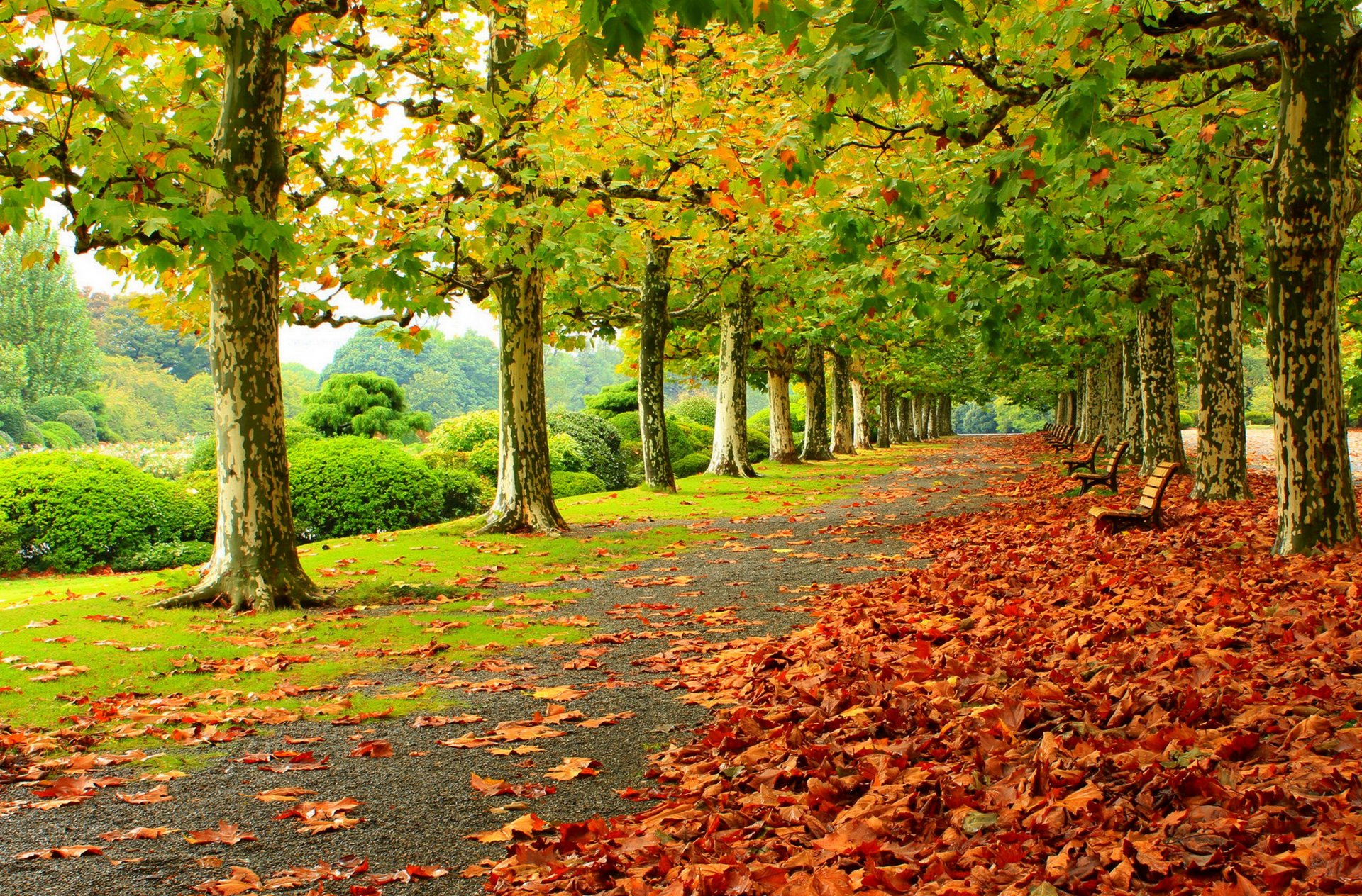 blätter bäume park gras straße farben herbst zu fuß hdr natur bank bank