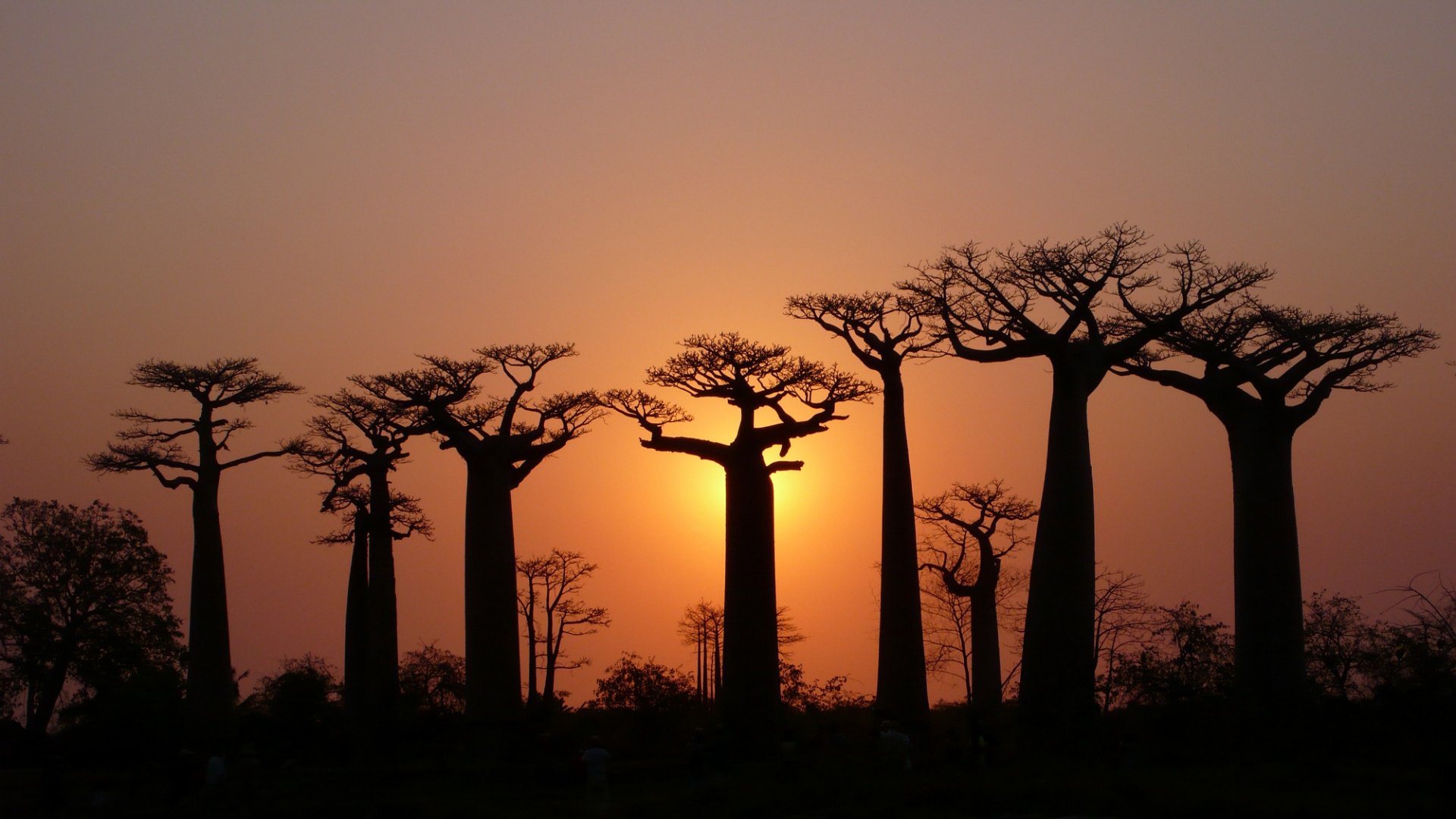 bäume baobabs kronen himmel licht