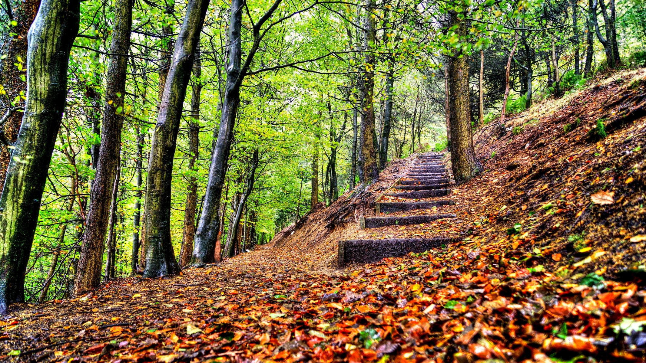 blätter bäume wald park schritte herbst zu fuß hdr natur
