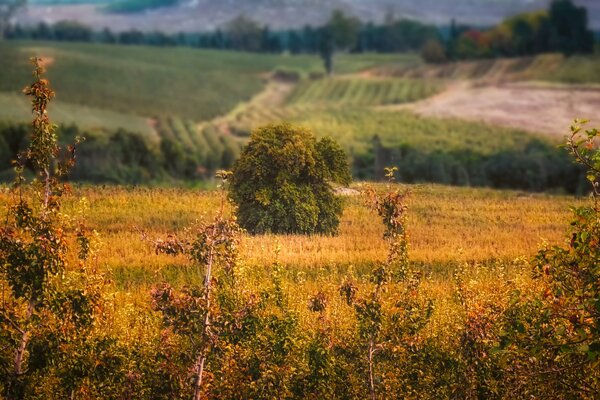 Feld mit vergilbtem Gras und Sträuchern