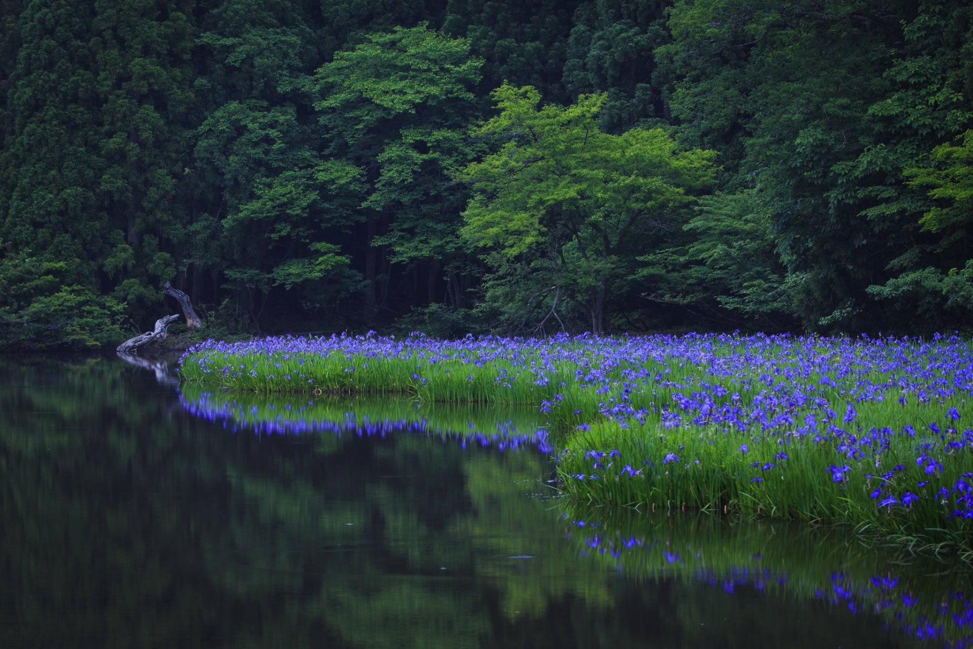 natur baum bäume grün park wasser reflexion gras blumen grün