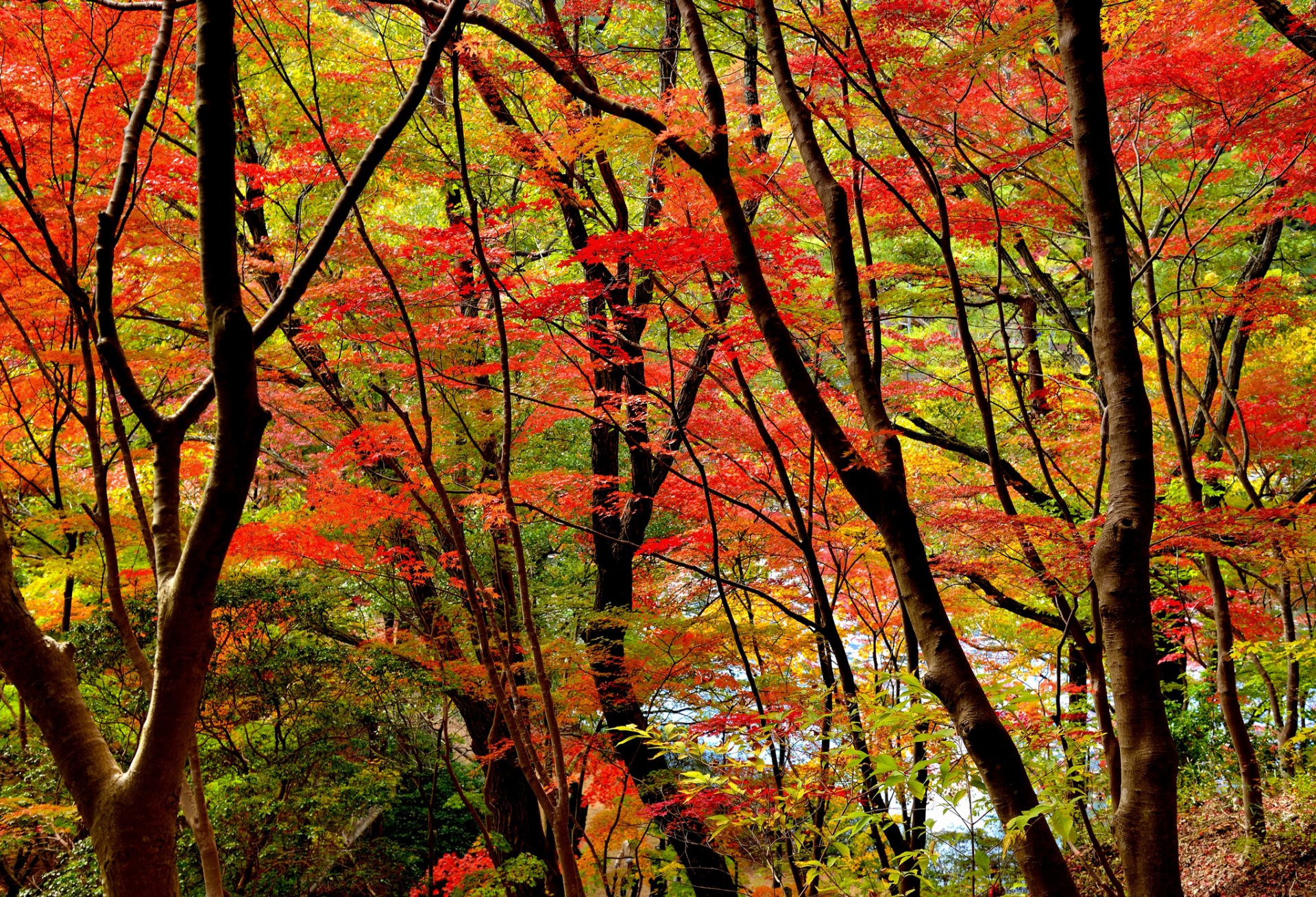 wald bäume blätter herbst purpurrot