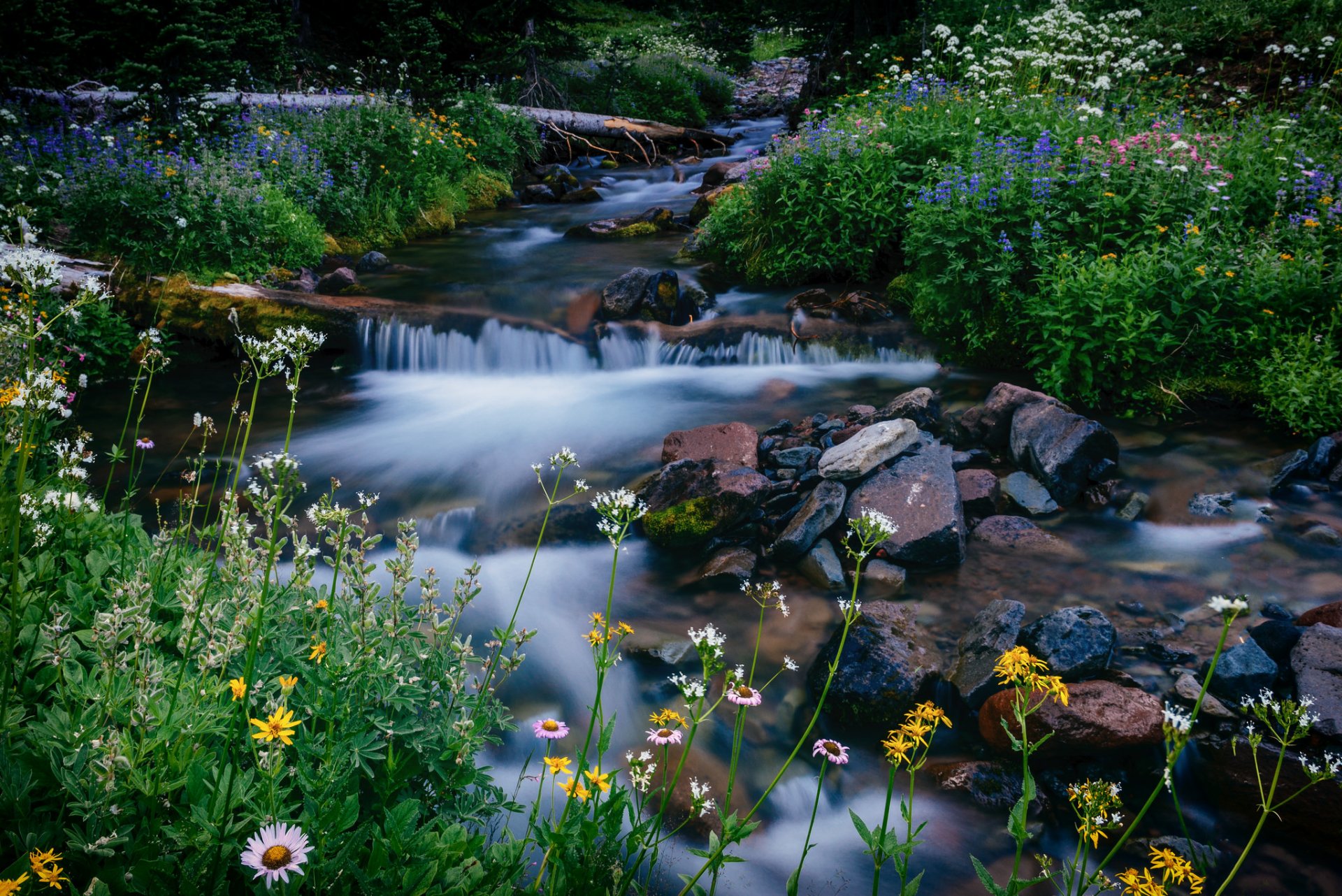 melodie creek mount rainier washington mount rainier national park bach blumen steine