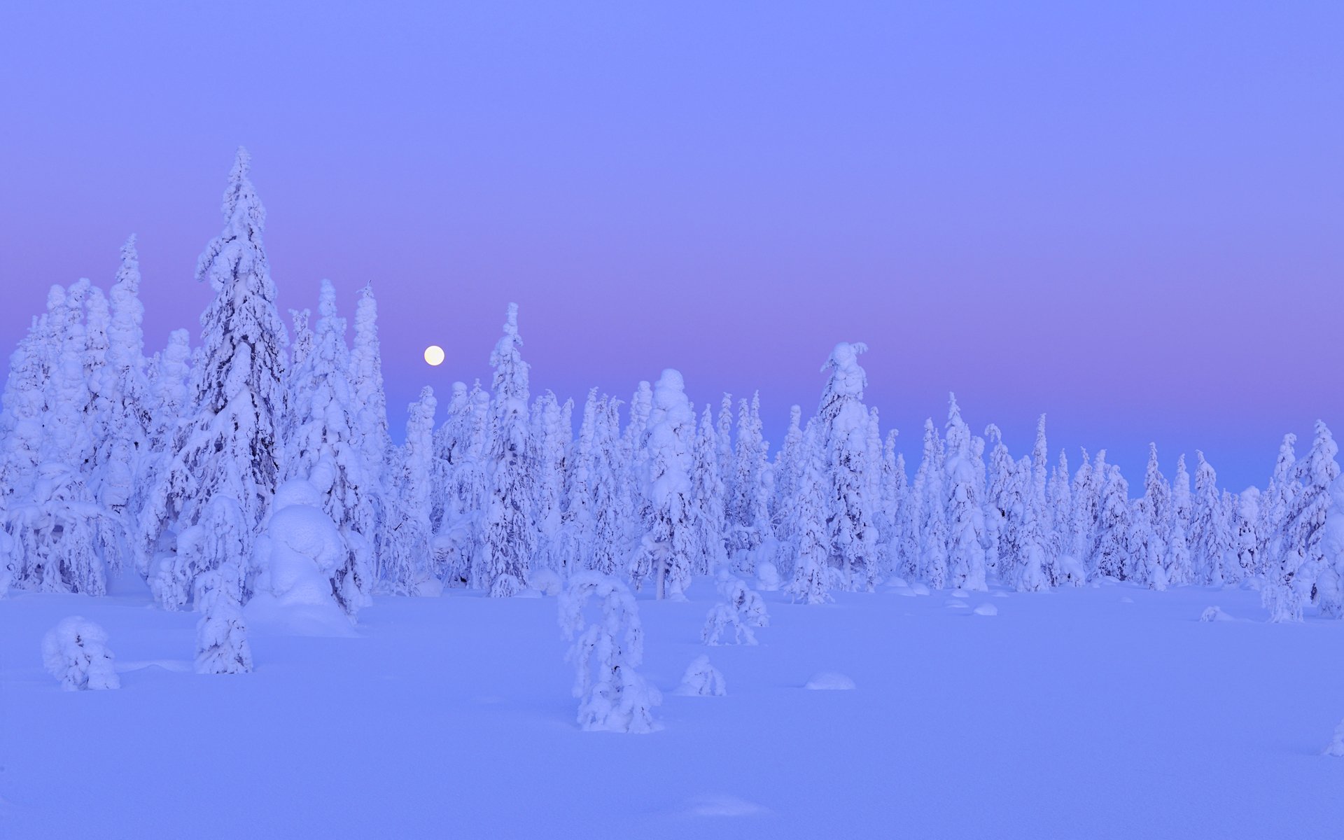 schnee bäume wald winter mond nacht kuusamo nordbotnia oulu provinz finnland winter