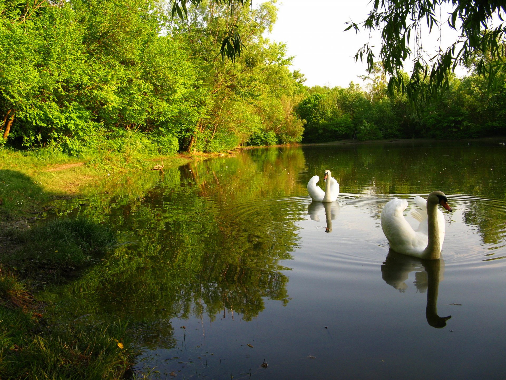 himmel wald park teich bäume schwan vogel