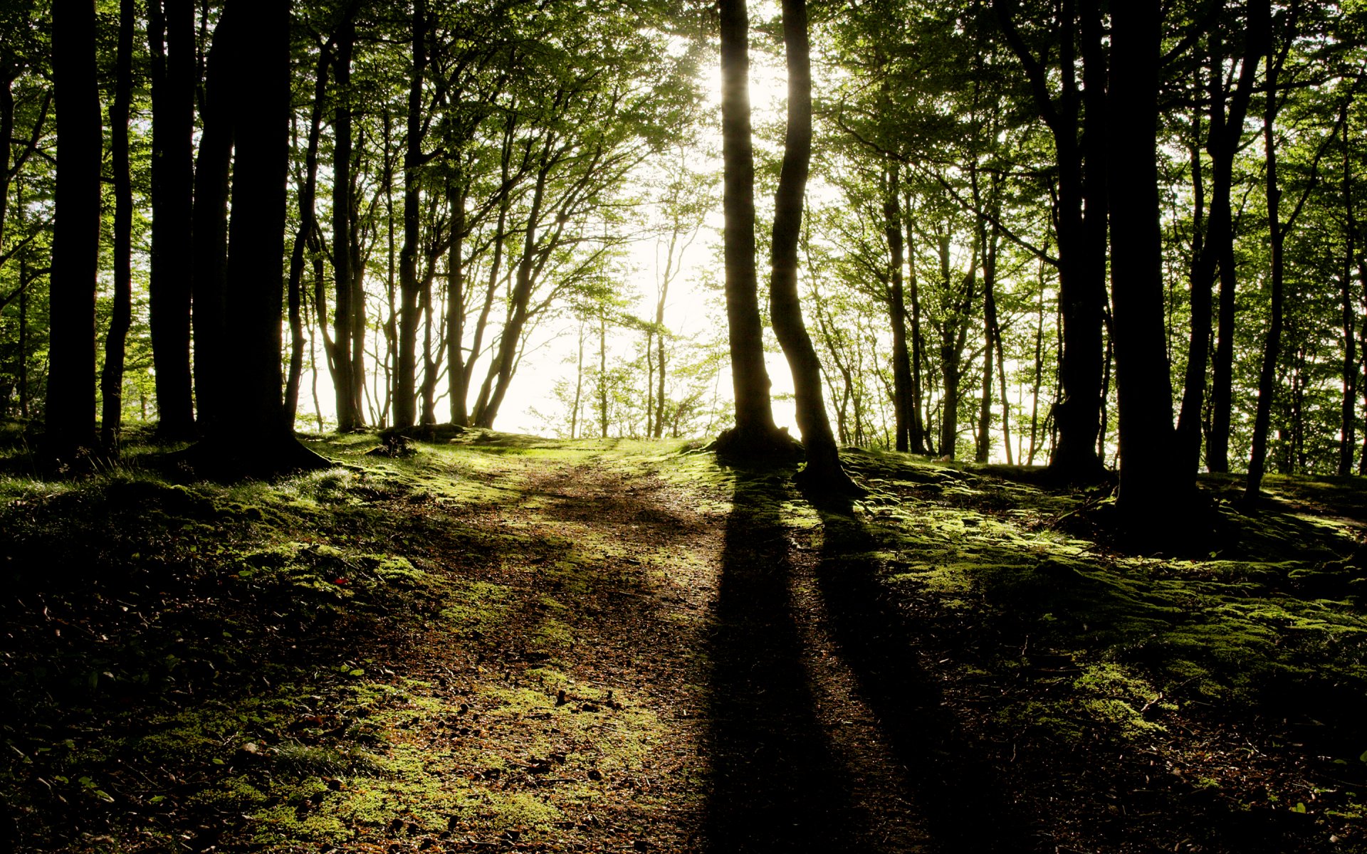 wald bäume sonnenstrahlen licht schatten