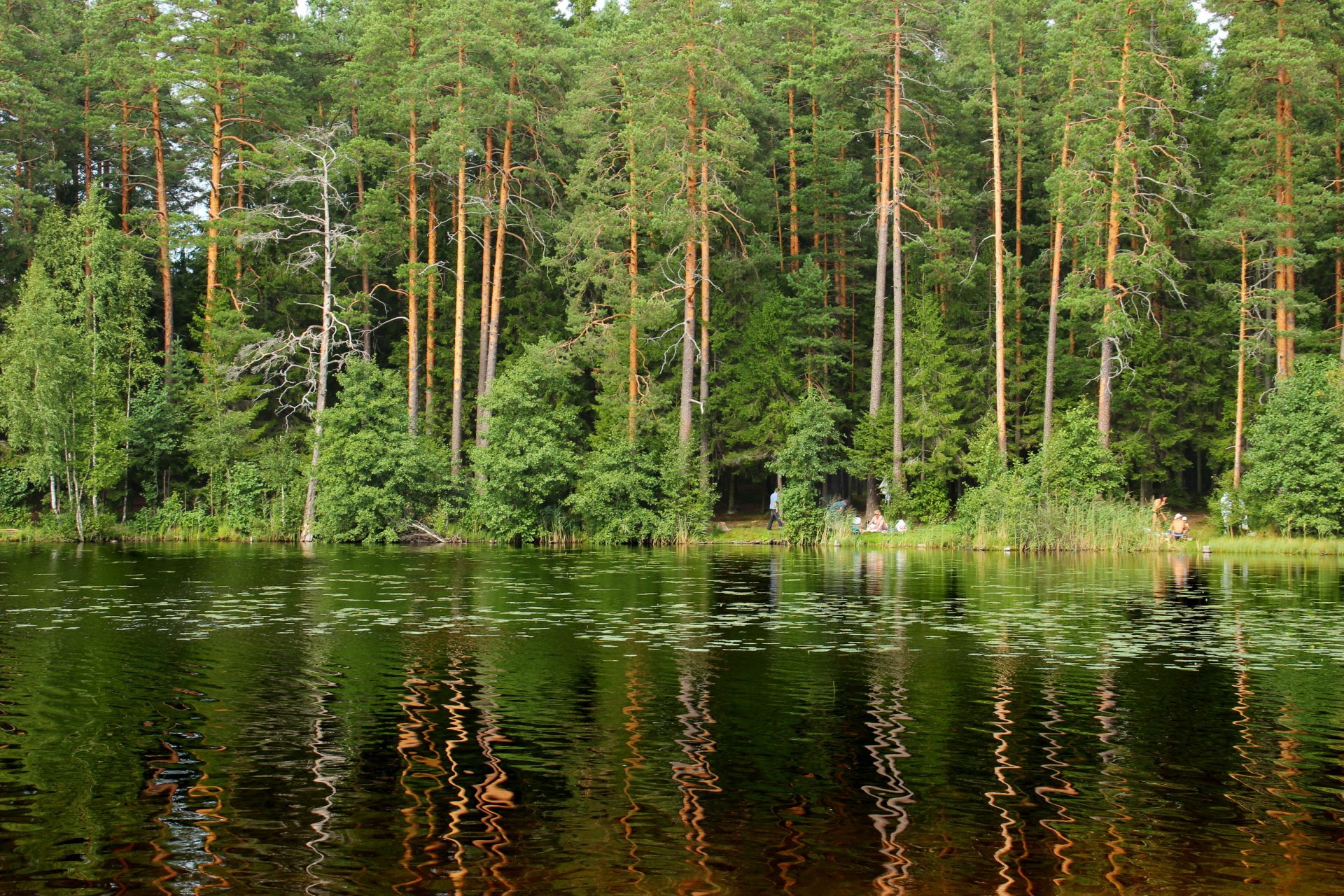 see st. petersburg wald russland hecht mücke bäume natur foto
