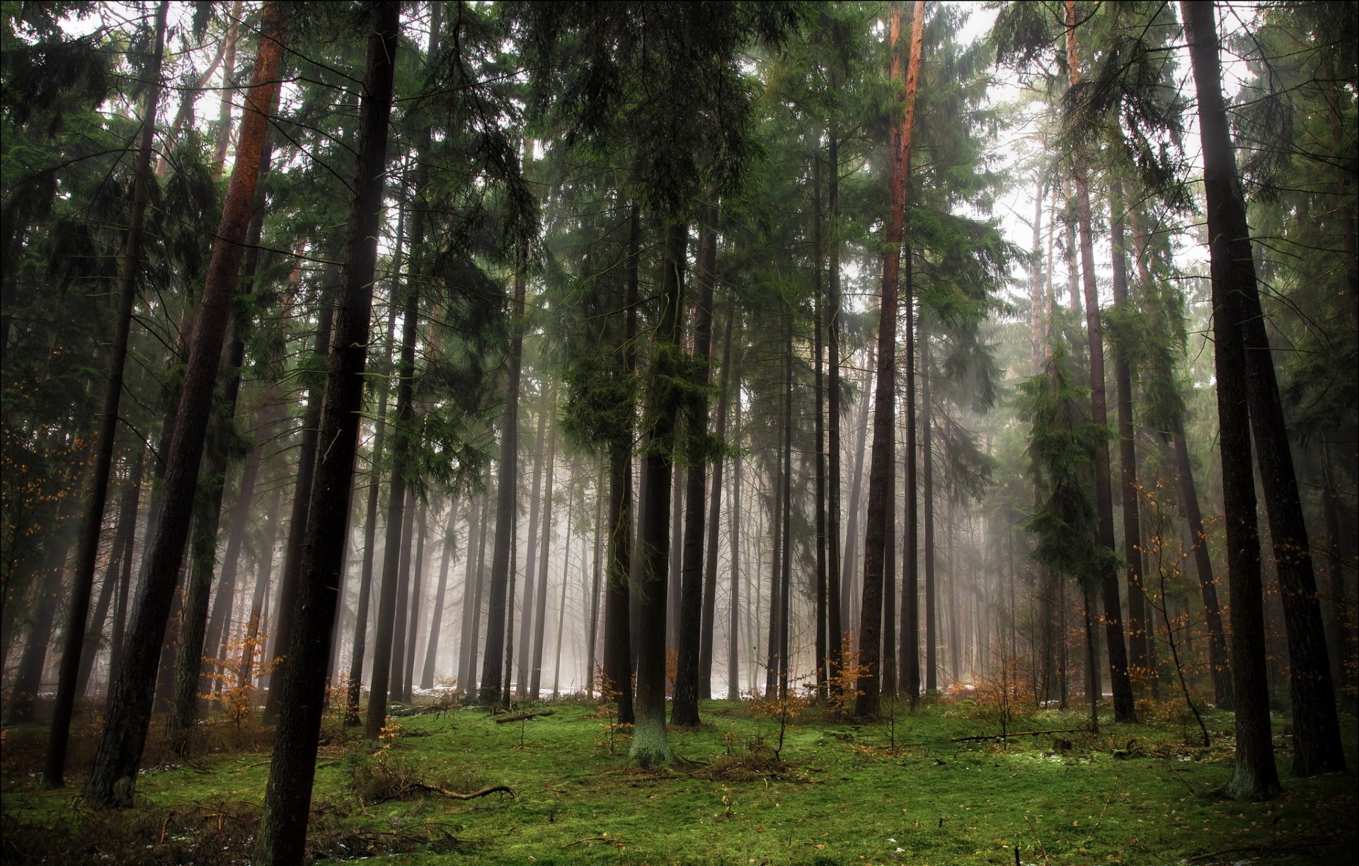 wald bäume nadelbäume herbst nebel