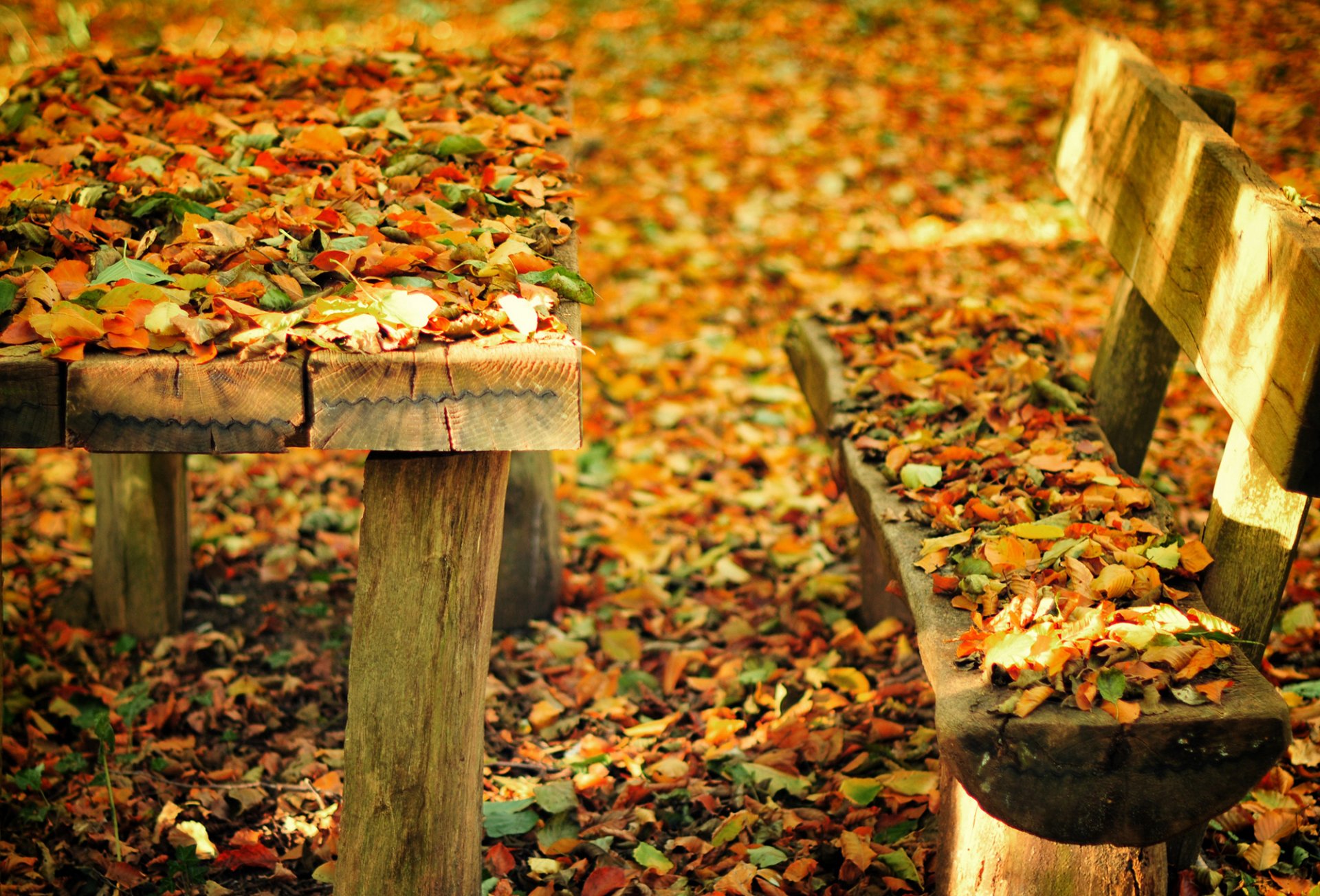 herbst natur park bank bank bank tisch blätter