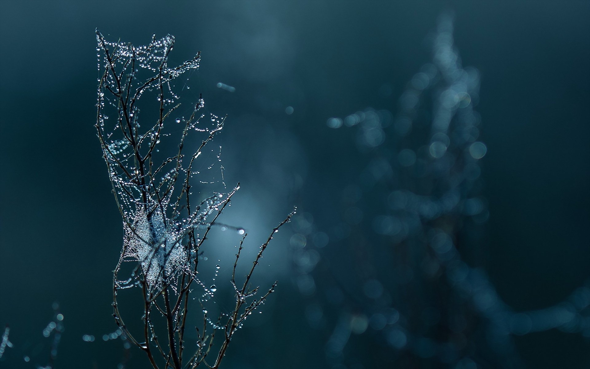 zweig spinnennetz tropfen makro