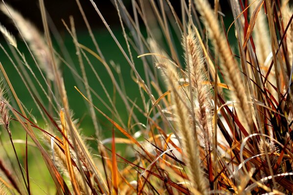 Wildwachsendes Gras mit Ährchen