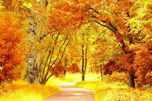 Waldweg vor dem Hintergrund von hellen Herbstbäumen