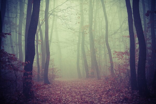 Nebelwald mit Herbstweib