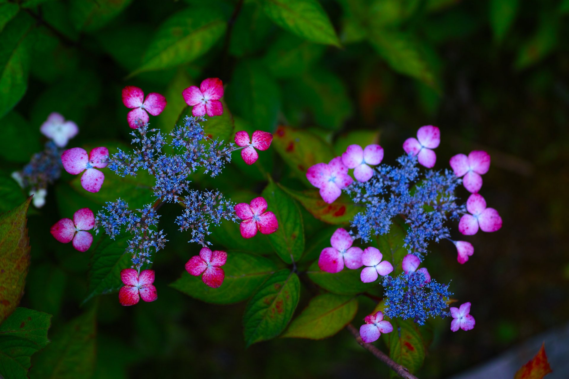 hortensie blumen blütenstände makro