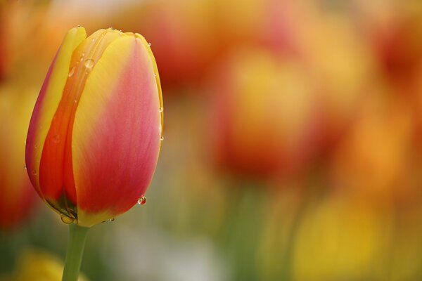 Orangefarbene Tulpen mit Regentropfen