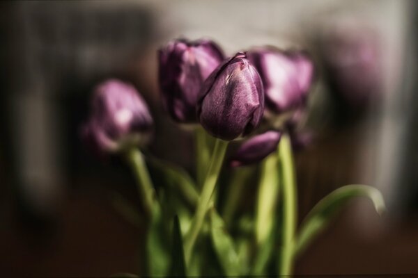 Ein kleiner Strauß lila Tulpen auf einem verschwommenen Hintergrund