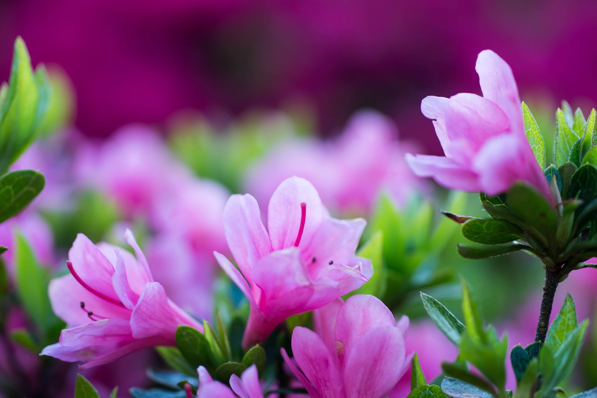 blumen azalee blütenblätter makro
