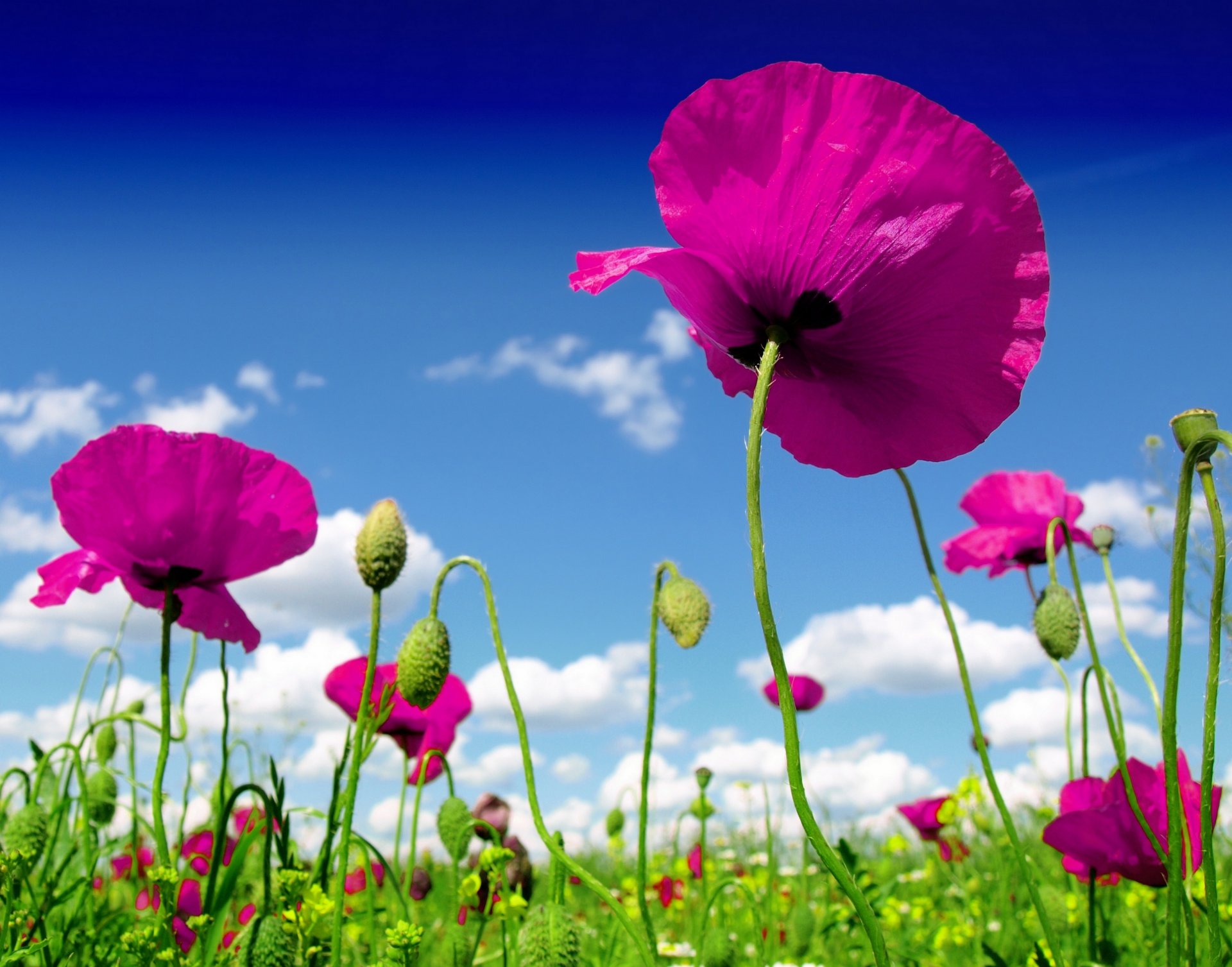 natur himmel wolken feld blumen mohnblumen feldblumen