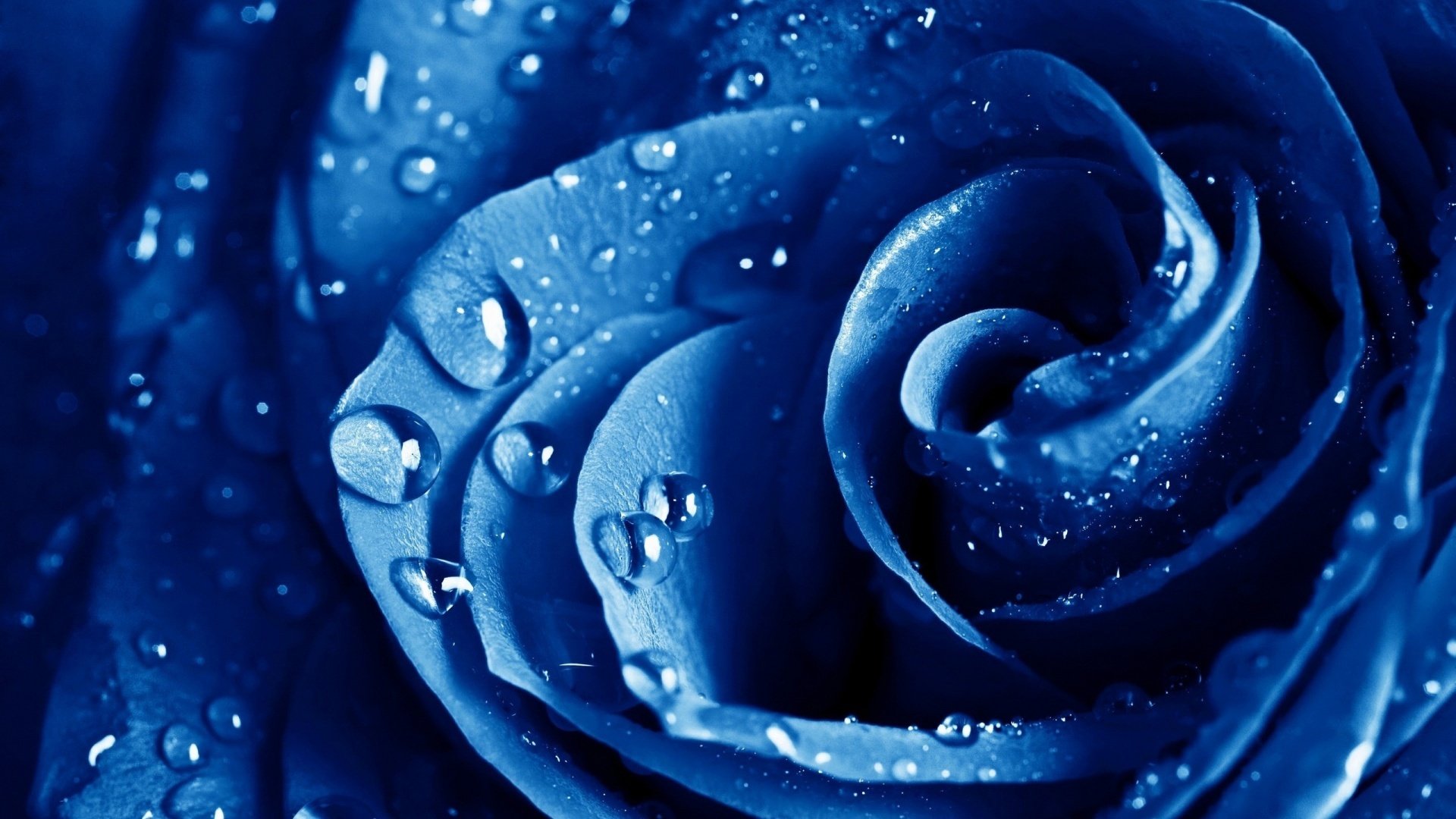 rose blau tropfen