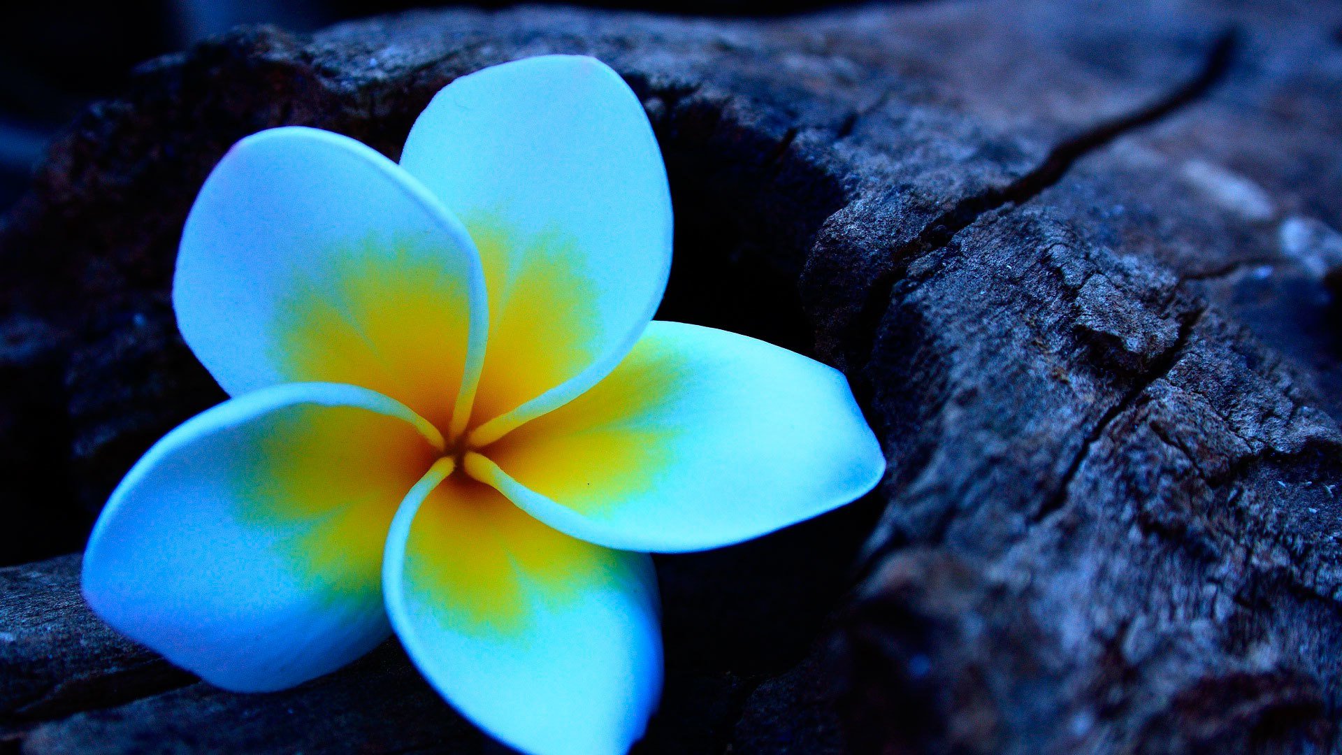plumeria frangipani blume holz
