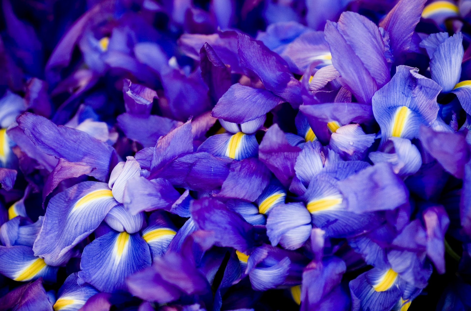 blumen viele iris blau flieder