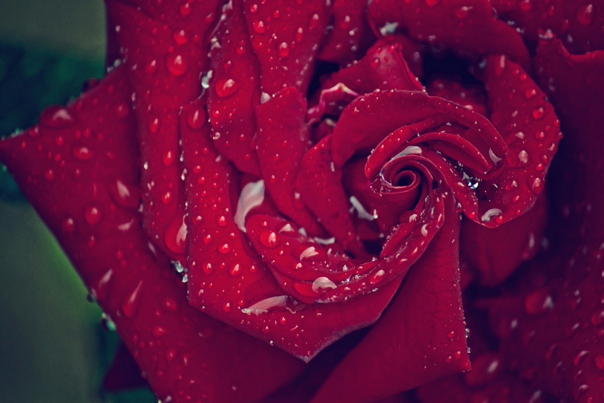 rose blütenblätter tropfen makro