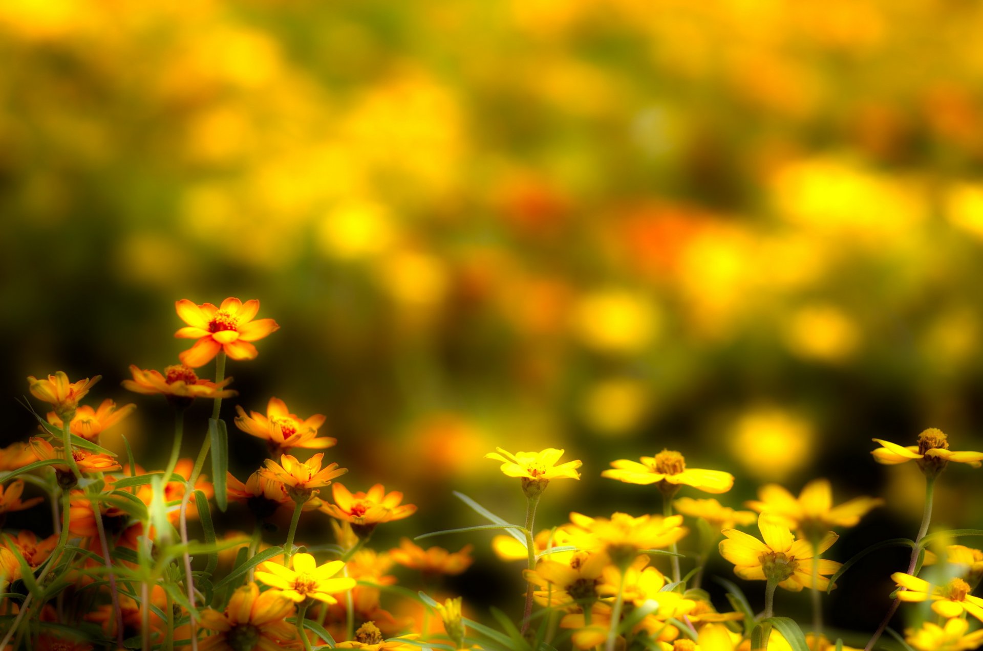 blumen gelb hintergrund