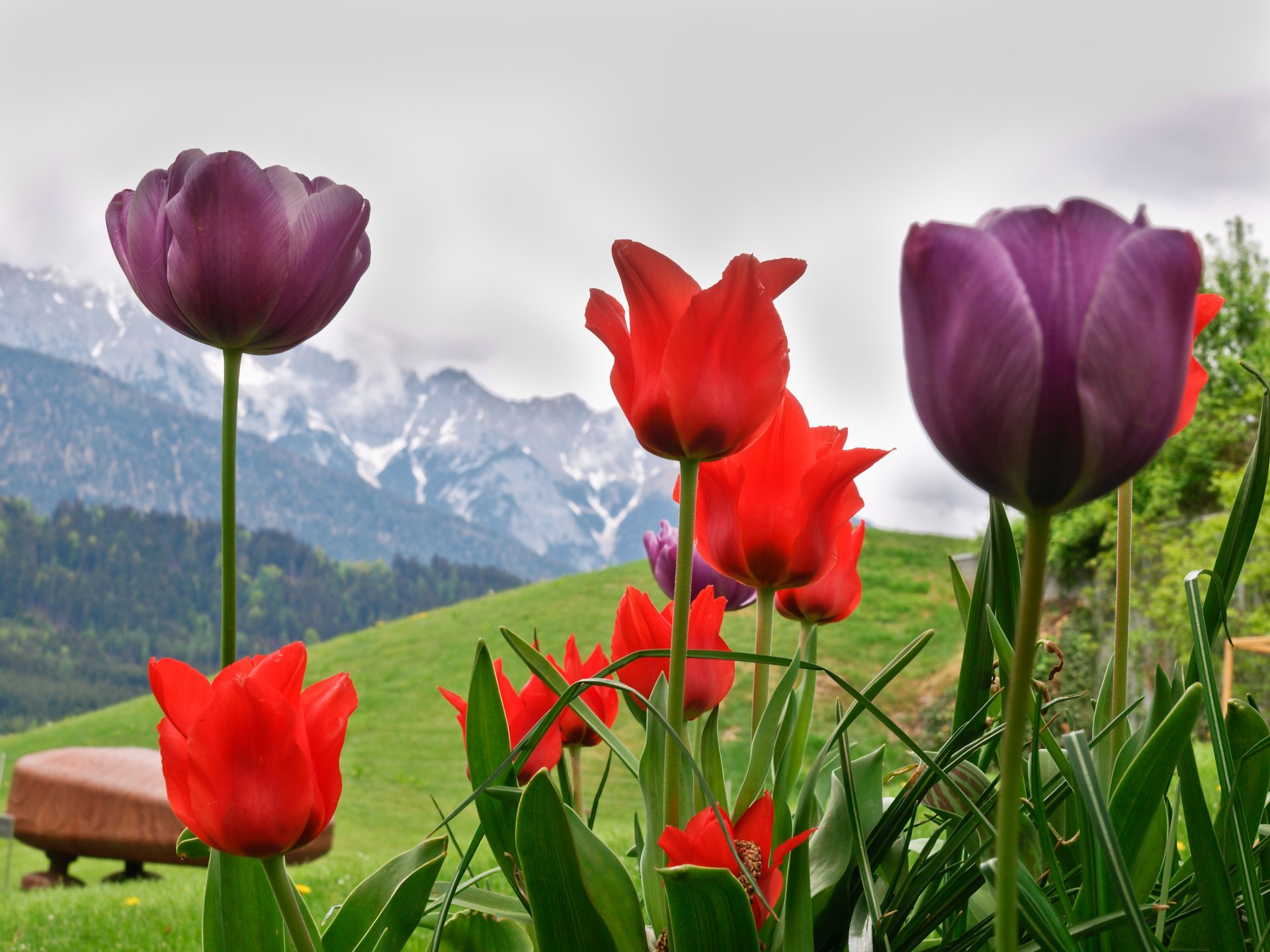 blumen tulpen see alpen