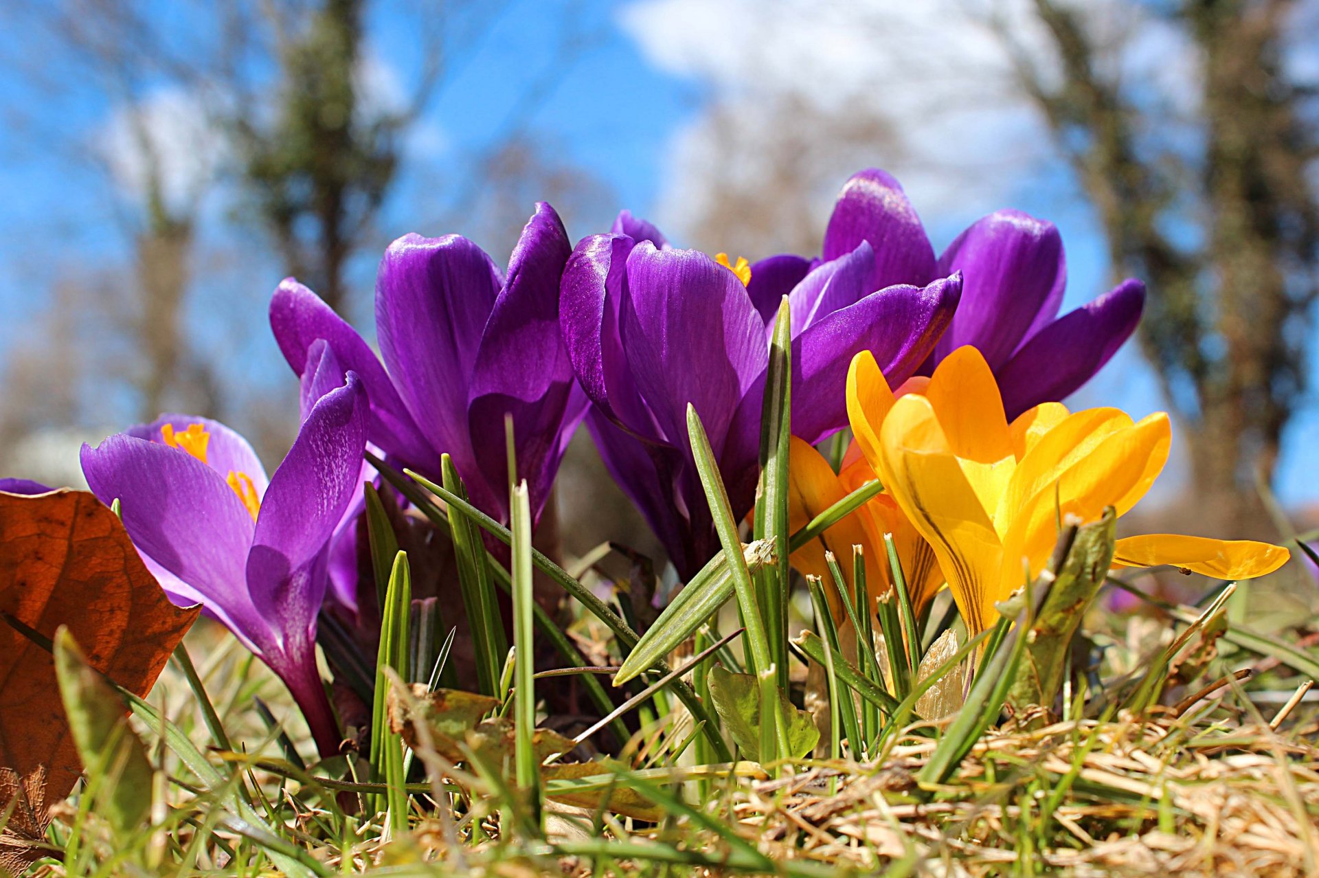 frühling blumen krokusse