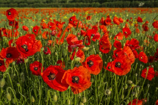 Rotes Feld von Mohnknospen