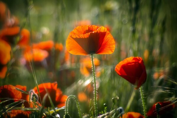 Rote Mohnblumen brennen im Sonnenlicht